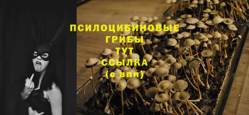 Галлюциногенные грибы Psilocybe  кракен маркетплейс  Каменск-Уральский 